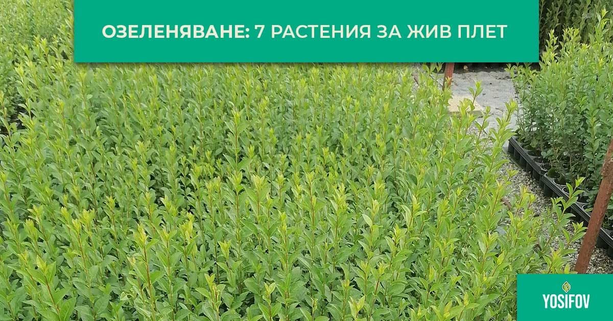 Подходящи растения за жив плет при озеленяване